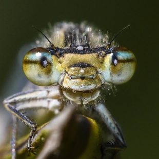 Macros insectes